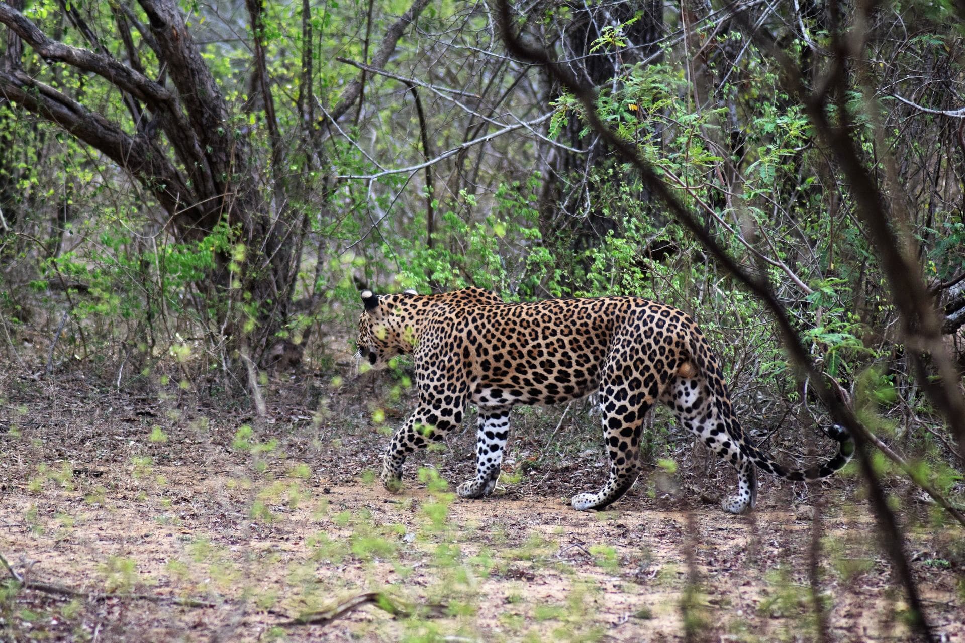 Safari — photo 1