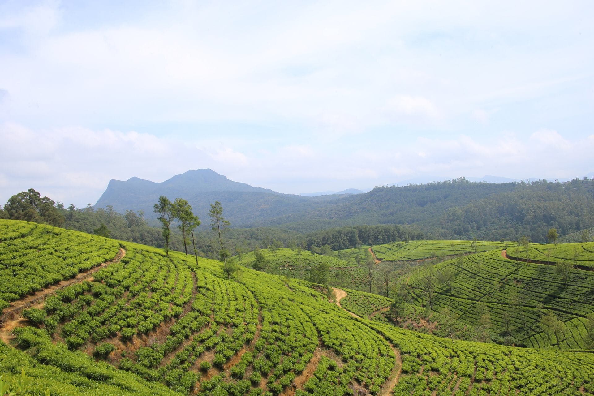 Tea plantations — photo 2