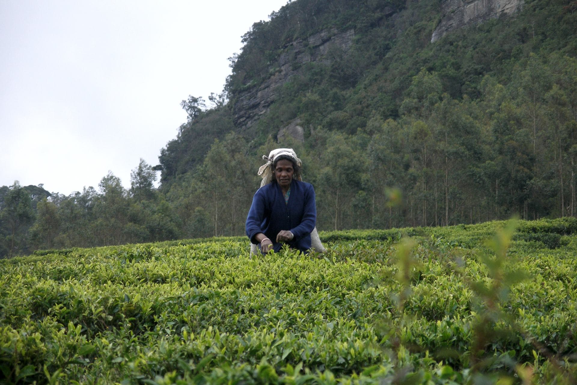 A tea picker working among the bushes in Nuwara Eliya